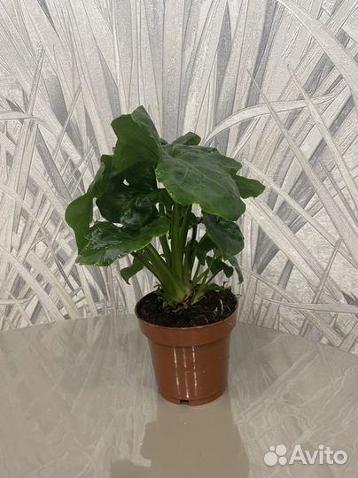Комнатные растения Филодендрон Атом