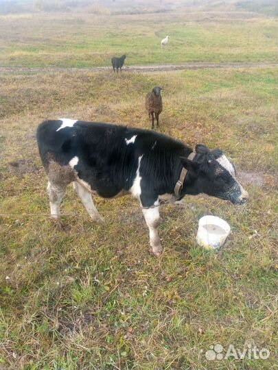 Продам бычка 5 мес