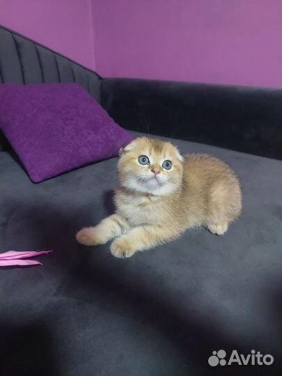 Шотландские котята