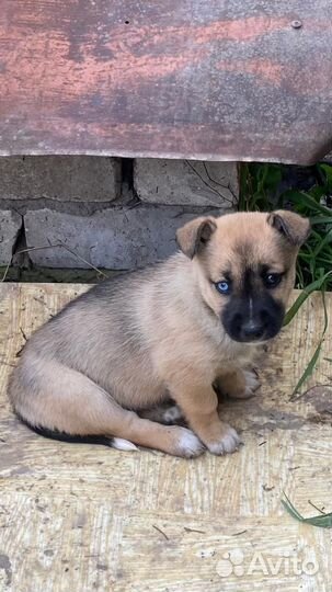 Щенок девочка в добрые руки