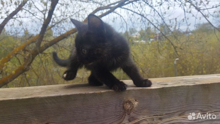 Кошки в добрые руки бесплатно