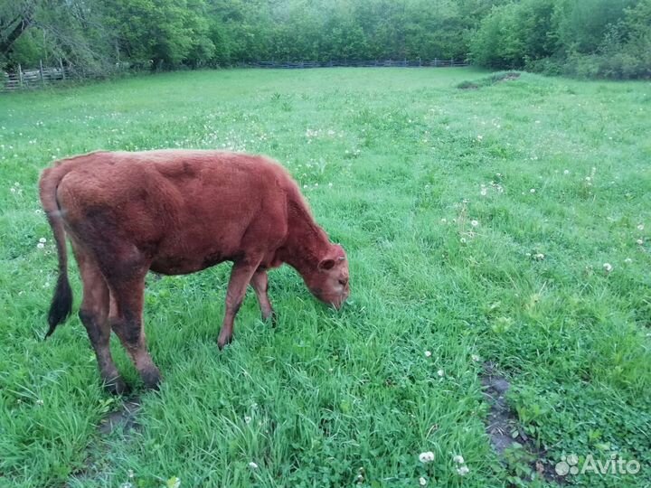 Тёлка Красная степная