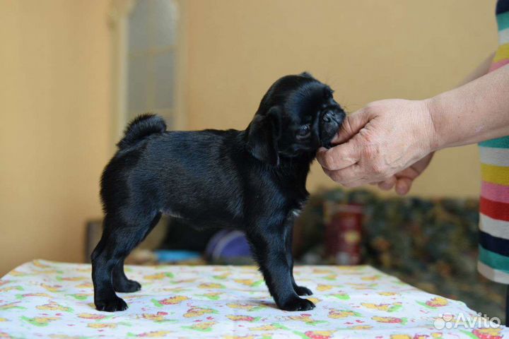 Мопсы щенки