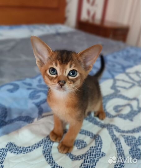 Абиссинские котята
