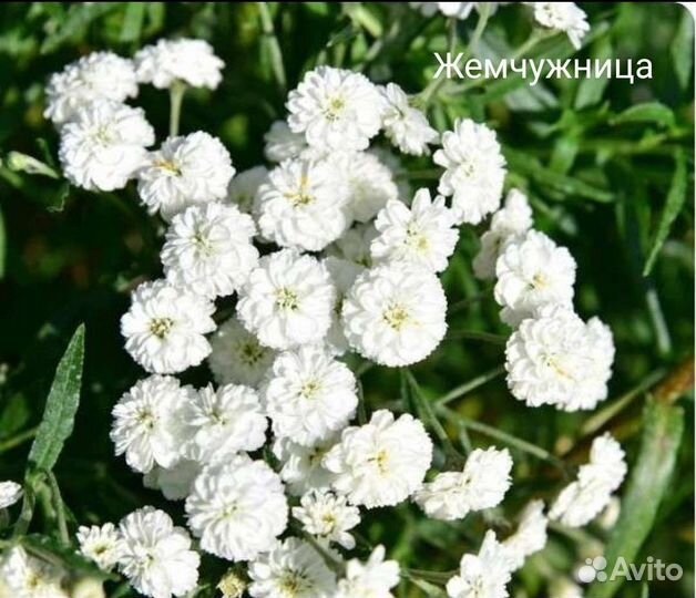 Многолетние садовые цветы