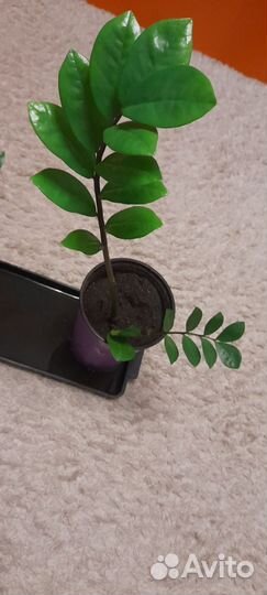 Замиокулькас