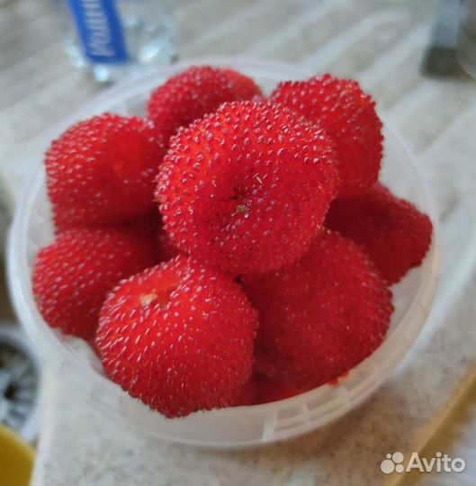 Тибетская (норвежская) малина