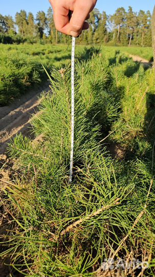 Саженцы ели европейской окс от производителя