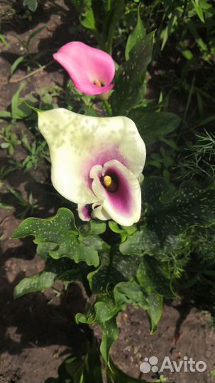 Цветы каллы