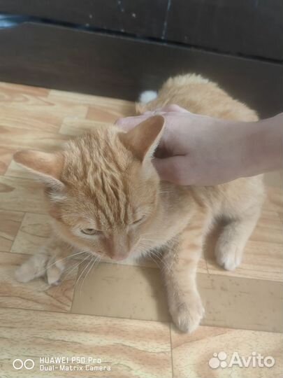 Отдам бесплатно рыжего кота
