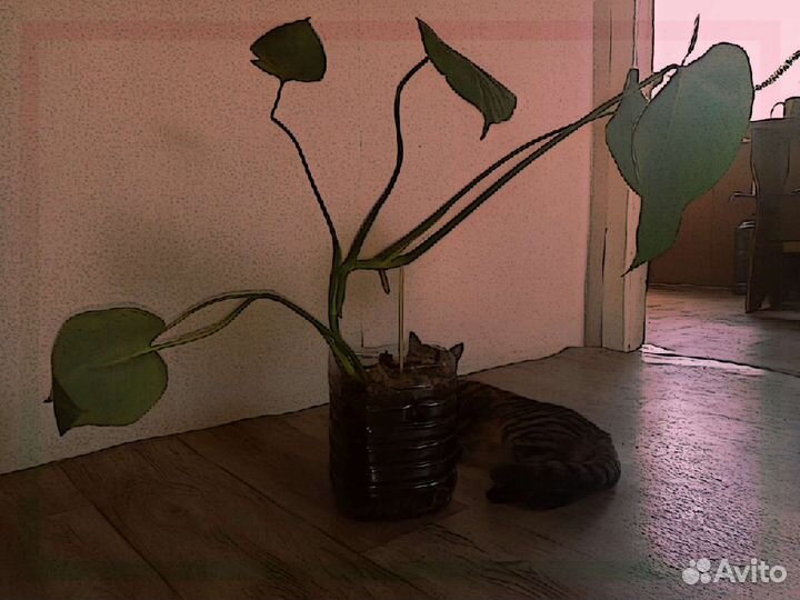 Растения на заказ, цветы, семена