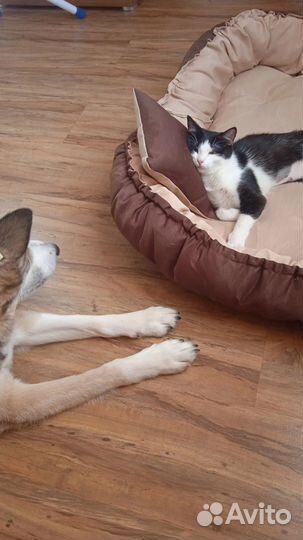 Собака в очень добрые руки