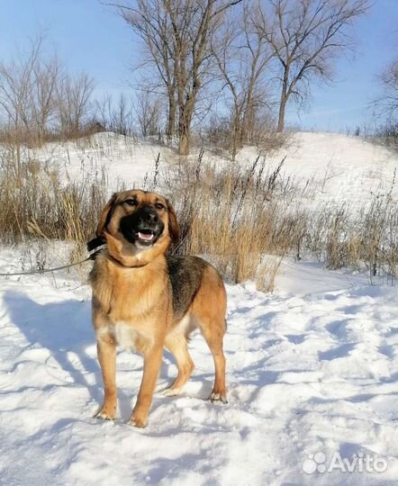 Собака Кассандра