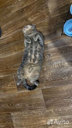 Кот на вязку