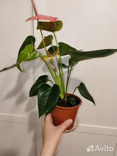 Антуриум розовый sweat dream