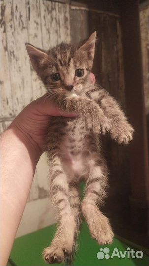 Отдам бесплатно животные