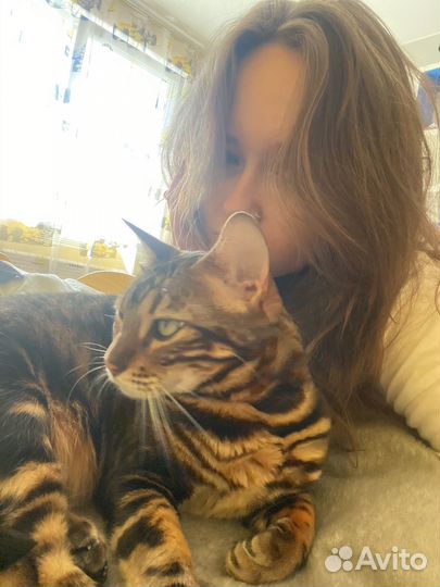 Бенгальская кошка