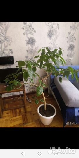 Гибискус махровый красный