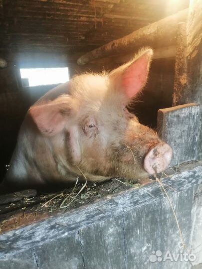 Мясо свинина домашняя