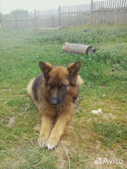 Немецкая овчарка