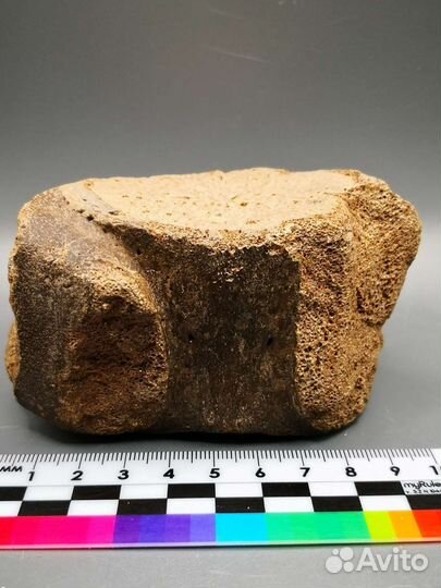 Позвонок ископаемого кита цетотерии, Тамань