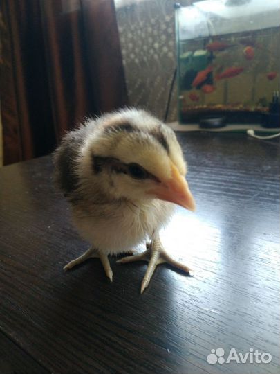 Петухи, курицы голошейка