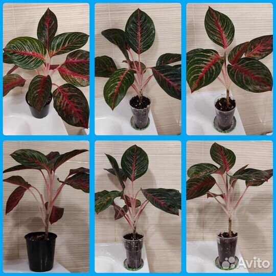 Аглаонемы в ассортименте