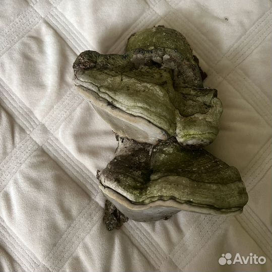 Гриб трутовик