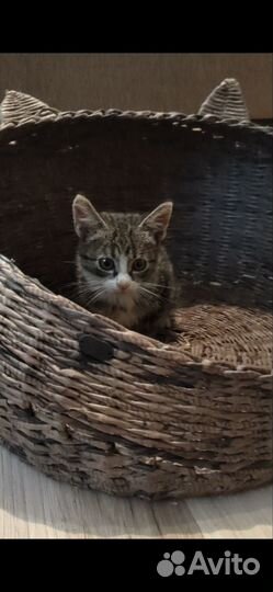 Котенок в добрые руки
