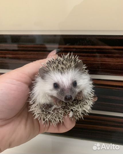 Африканские ежи, ручные ежики (выбор окрасов)