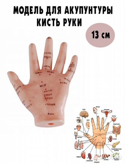 Модель для акупунктуры кисть руки 13см XC-509