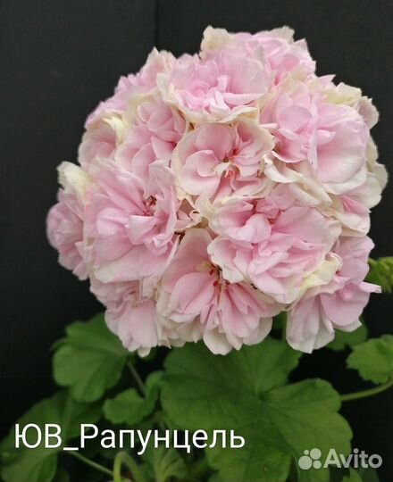 Сортовые пеларгонии