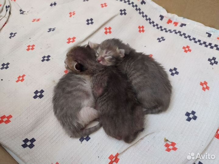 Котята В добрые руки бесплатно