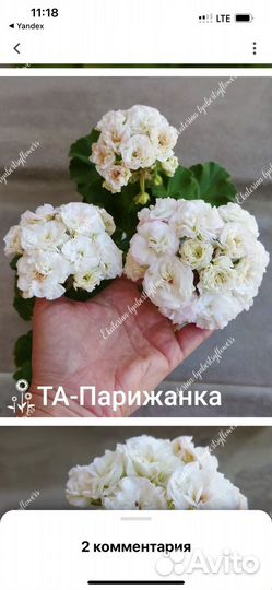 Герани и пеларгонии