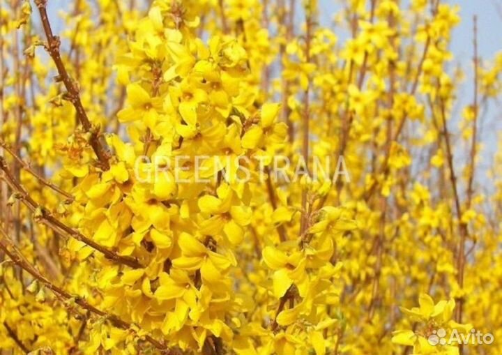 Форзиция промежуточная Линвуд