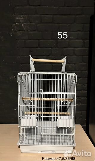 Попугай корелла птенец