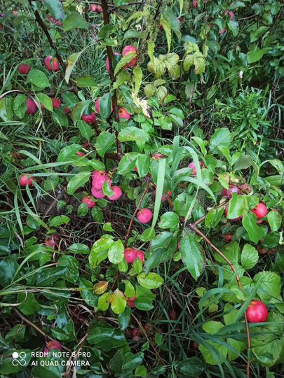 Участок 10 сот. (СНТ, ДНП)