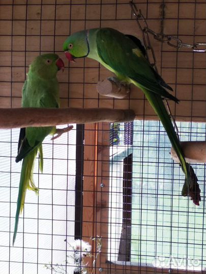 Попугай корелла, молодежь