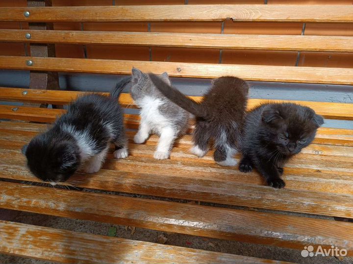 Котята в добрые руки