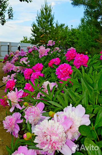 Пионы белые, светло и темно розовые