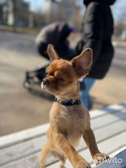 Вязка чихуахуа