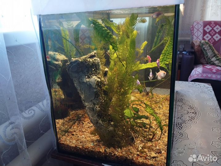 Аквариум со всем содержимым