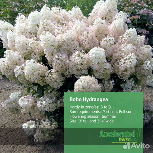 Метельчатые гортензии Бокино