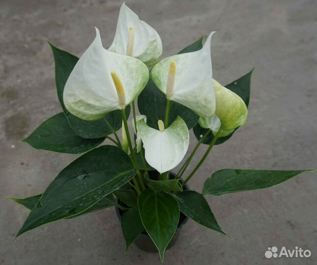 Антуриум Элидо белый