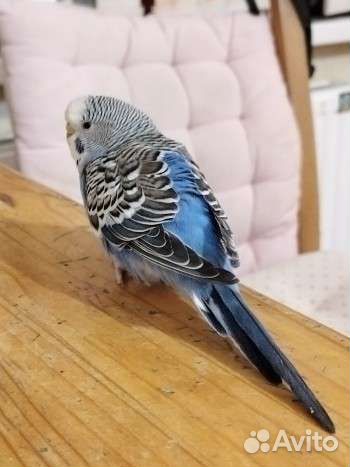 Выгул собак, Передержка грызунов, птиц, уход за ж