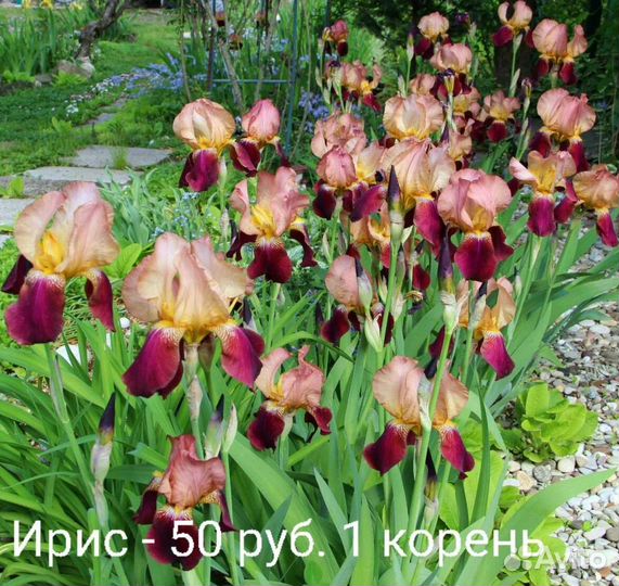 Ирисы бородатые