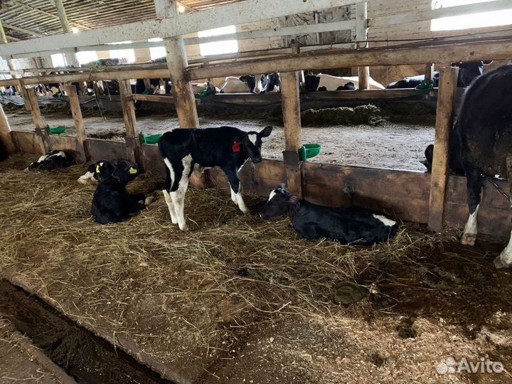 Бычки, телки