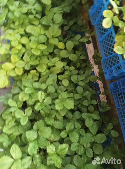 Земляника садовая рассада