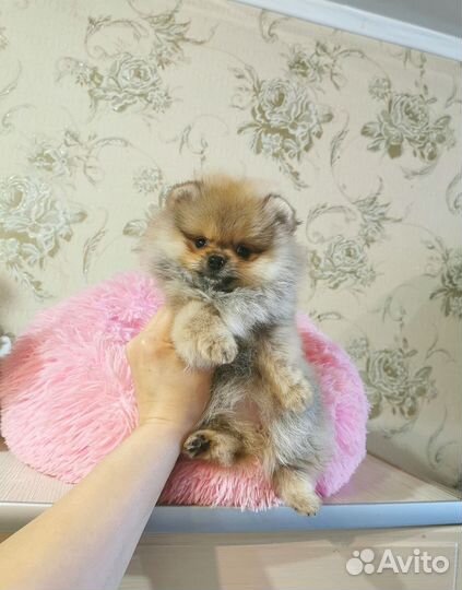 Шпиц мини девочка