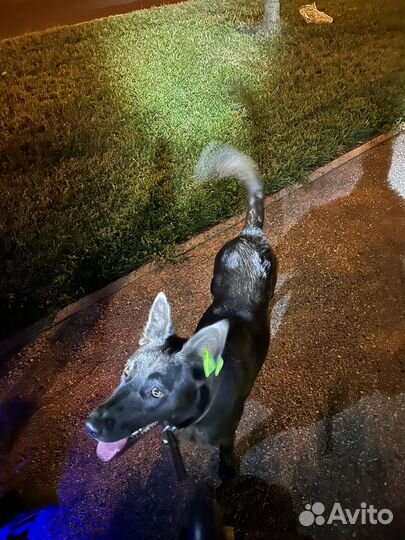 Найдена собака